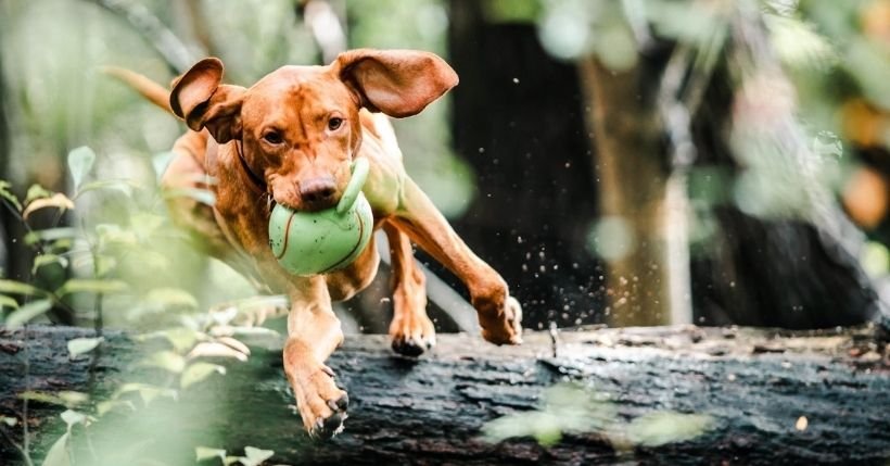 Giochi per cani: divertenti e educativi, rafforzano il vostro legame